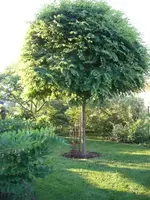 CIMG1851.webp