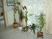 44.8-7-2006 Blumen.webp