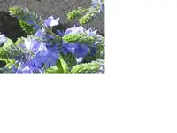 blaueB1.webp