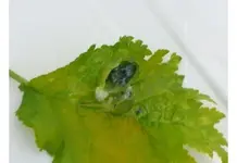 Goldulme02.webp