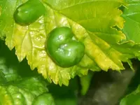 Goldulme01.webp