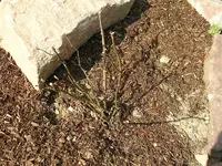 DSCN2417.webp