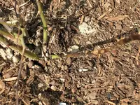 DSCN2418.webp