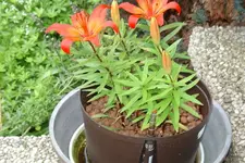 Blume 30.05.07.webp