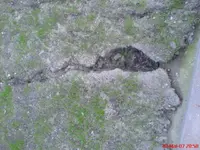 DSC00055.webp