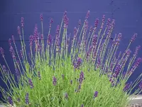 Bild Innenhof 024.webp