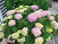 Bild Innenhof 023.webp