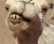 Kamel Zähne klein.webp