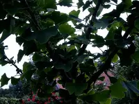 SIMG1844.webp