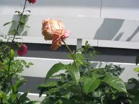 rose1.webp