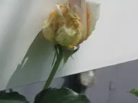 Rose3.webp