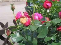 Rose4.webp