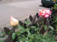 Rose5.webp