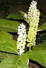HPIM0675_edited.webp