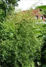 Bild 173.webp