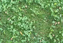pilz1.webp