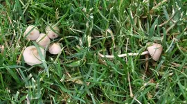 pilz3.webp