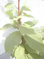 baum3.webp