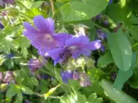 Blaue Blume Anfang Juni.webp