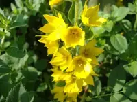 Gelbe Pflanze Juni2.webp
