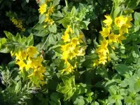 Gelbe Pflanze Juni.webp