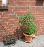 Tomaten001.webp