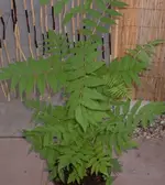 Zwischenablage02a.webp