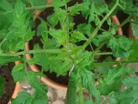 Garten 034.webp