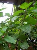 Garten 019.webp