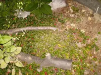 HPIM0707.webp