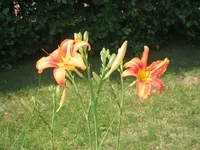 blume_1_klein.webp