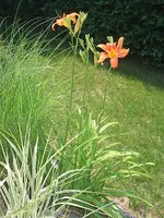 blume_II_klein.webp