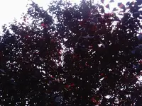 IMAG0011.webp