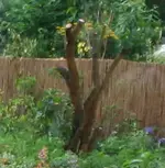 flieder_02.webp