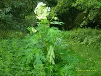 JD500014 (Small).webp