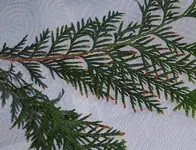 thuja01.webp