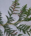 thuja02.jpg