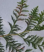 thuja02.webp