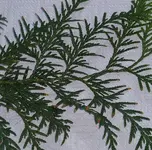 thuja03.webp