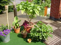 terrasse pflanzen.webp