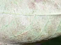 Bild 050.webp