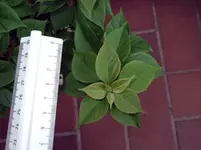 DSCF0978.webp