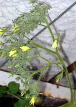 Garten 2007.1 085.1.webp