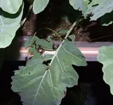 ohrenwurm.webp