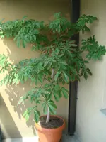 balkon 001.webp