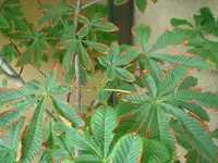 balkon 002.webp