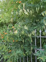 IMG_3923c.webp