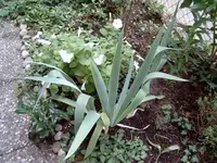 Unbekannte Blume.webp