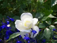 Schneewitchen und Männertreu 07-06-07.webp