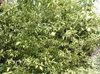 IMAG0005.webp